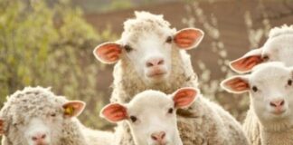 Kurban Bayramı Ne zaman? Kurban Bayramı Tatili Kaç Gün? Kurban Bayramı